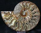 Split Agatized Ammonite - Million Years #18828-1